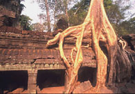 CambogiaDiario2.jpg (7779 byte)