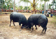 ThaiRicordiDiario_5.jpg