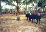 ThaiRicordiDiario_6.jpg