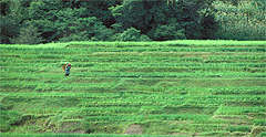 Prima_Yunnan_6.jpg